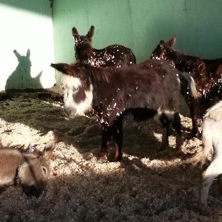 Durham Donkey Rescue Shepherd'S Hut Hotel ภายนอก รูปภาพ