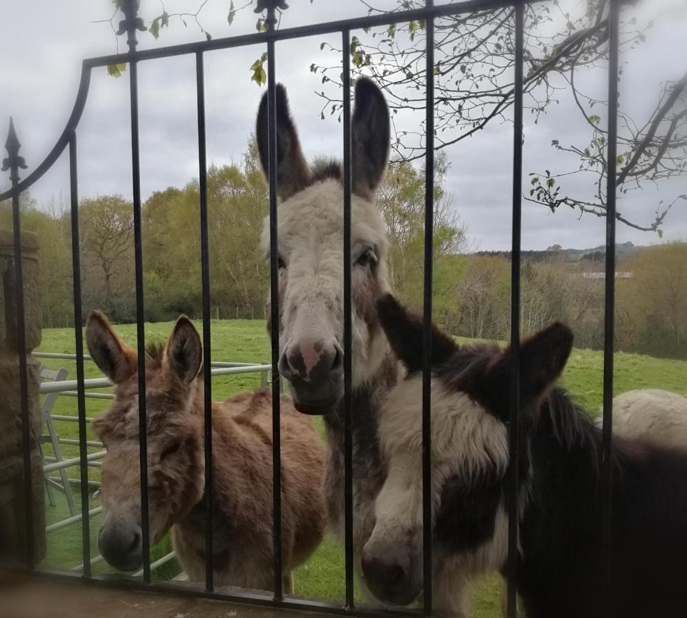 Durham Donkey Rescue Shepherd'S Hut Hotel ภายนอก รูปภาพ