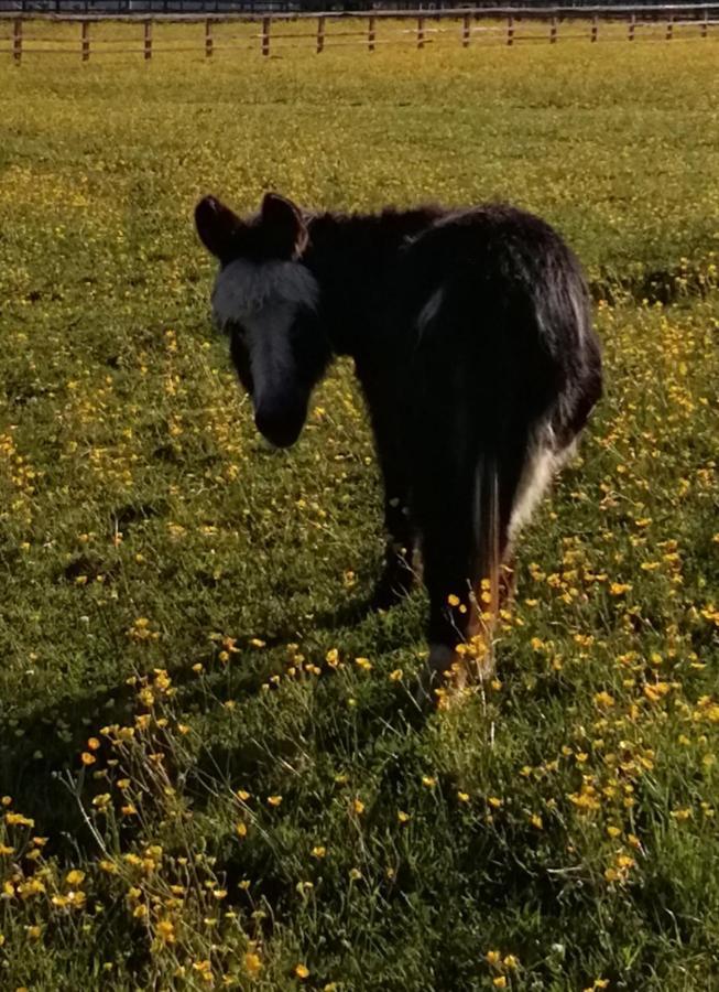 Durham Donkey Rescue Shepherd'S Hut Hotel ภายนอก รูปภาพ