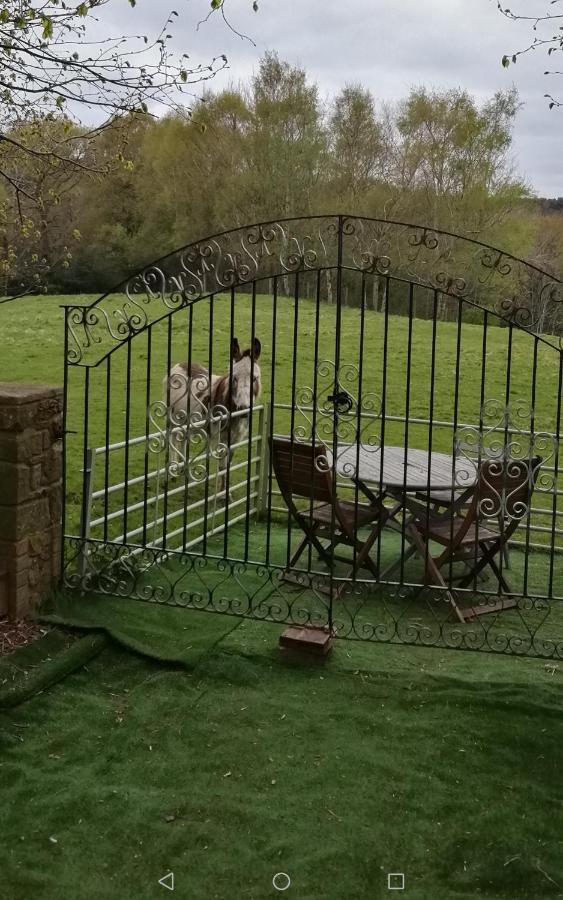 Durham Donkey Rescue Shepherd'S Hut Hotel ภายนอก รูปภาพ