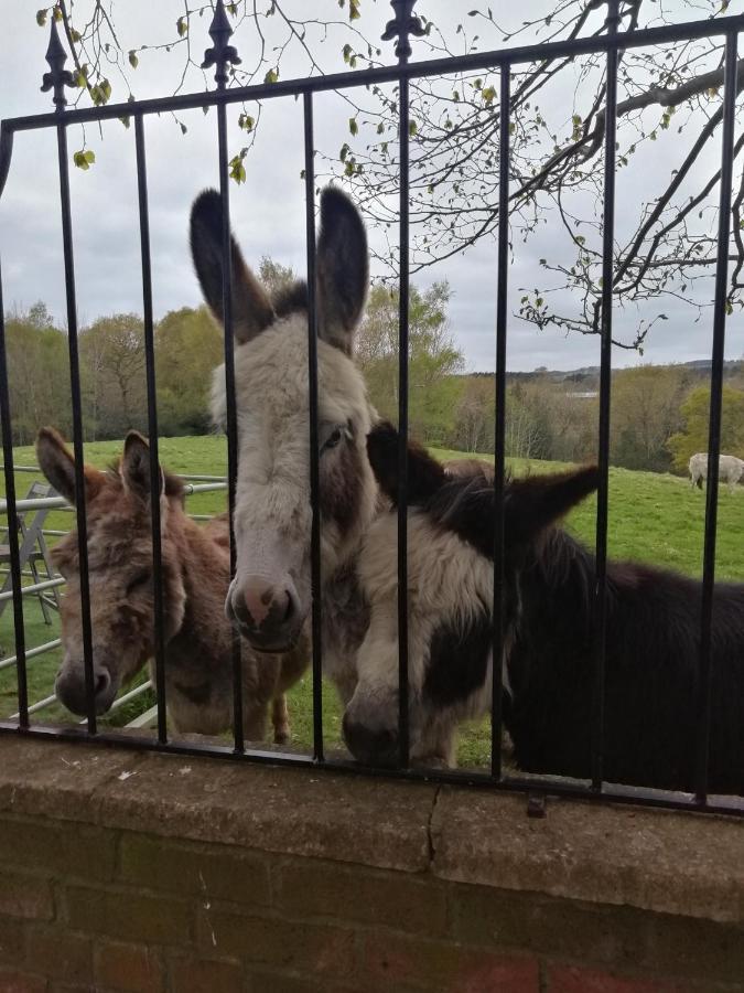 Durham Donkey Rescue Shepherd'S Hut Hotel ภายนอก รูปภาพ