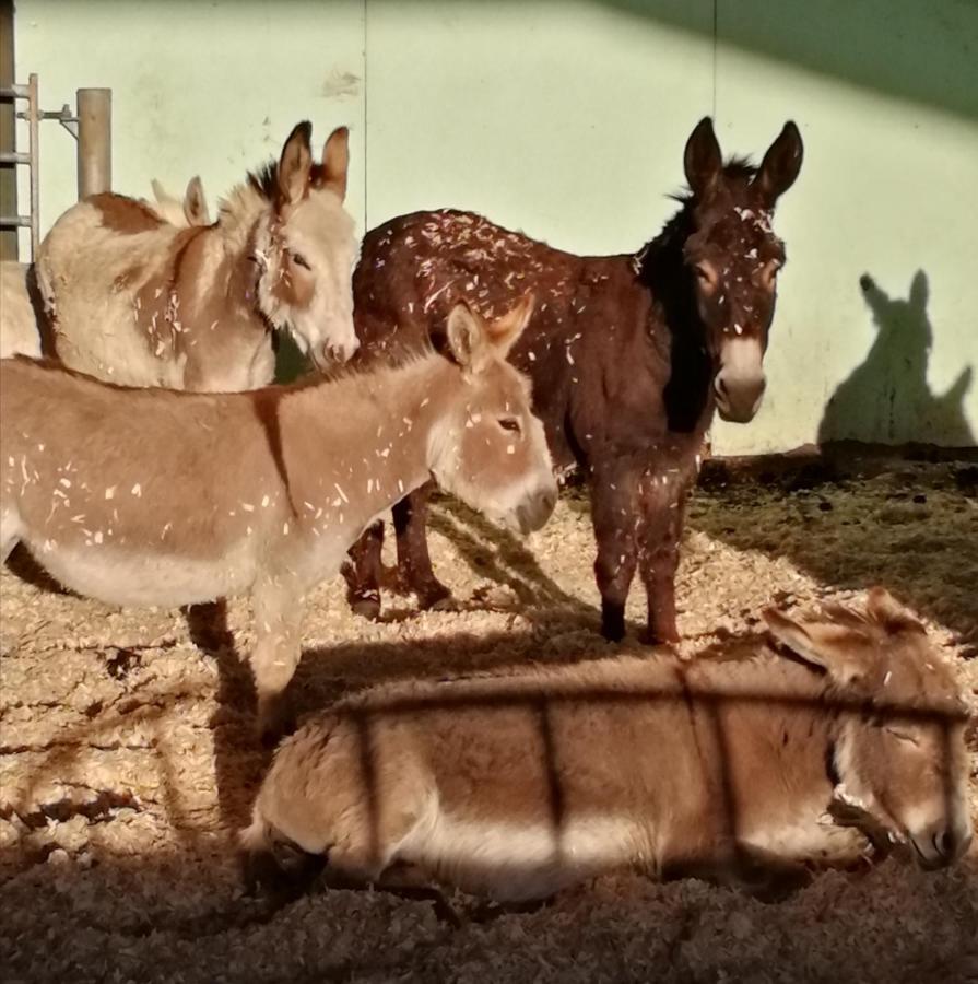 Durham Donkey Rescue Shepherd'S Hut Hotel ภายนอก รูปภาพ