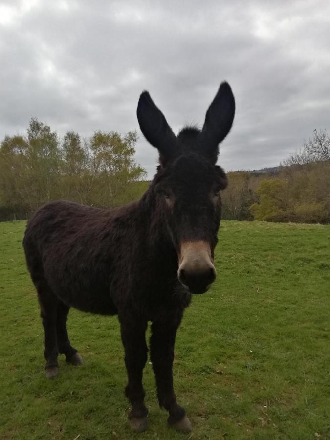 Durham Donkey Rescue Shepherd'S Hut Hotel ภายนอก รูปภาพ