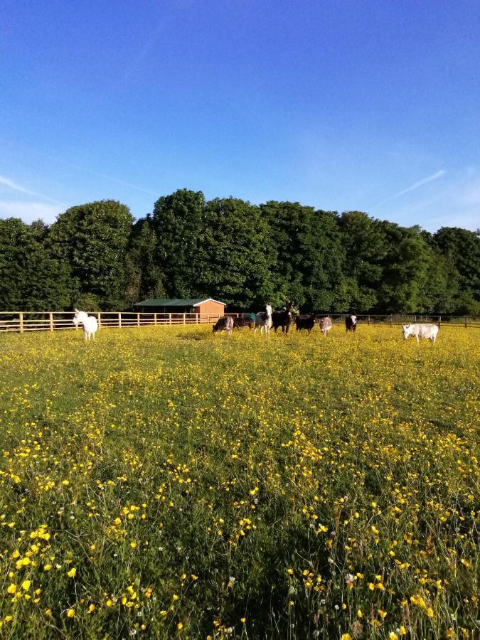 Durham Donkey Rescue Shepherd'S Hut Hotel ภายนอก รูปภาพ