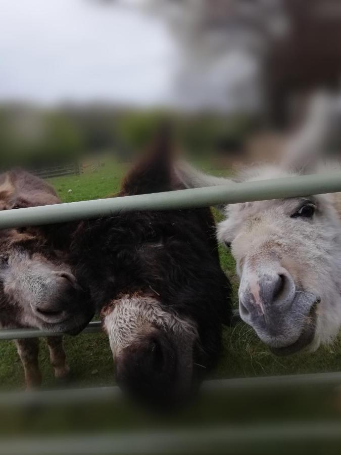 Durham Donkey Rescue Shepherd'S Hut Hotel ภายนอก รูปภาพ
