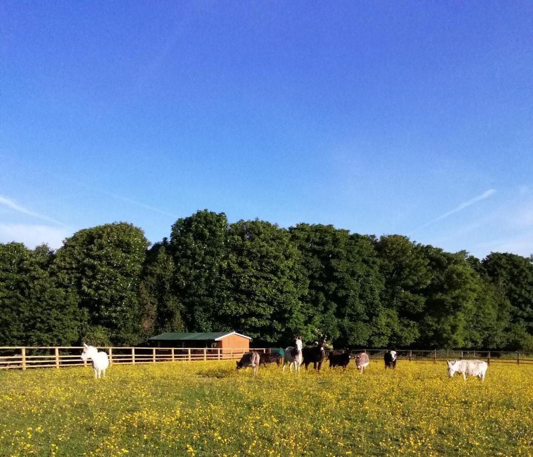 Durham Donkey Rescue Shepherd'S Hut Hotel ภายนอก รูปภาพ