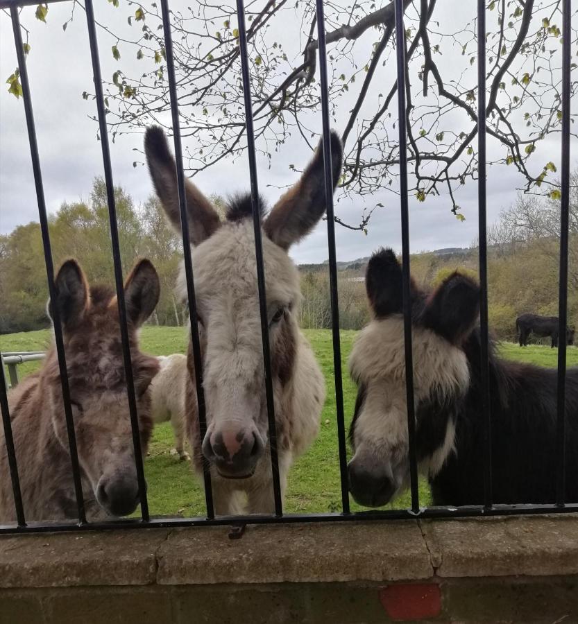 Durham Donkey Rescue Shepherd'S Hut Hotel ภายนอก รูปภาพ