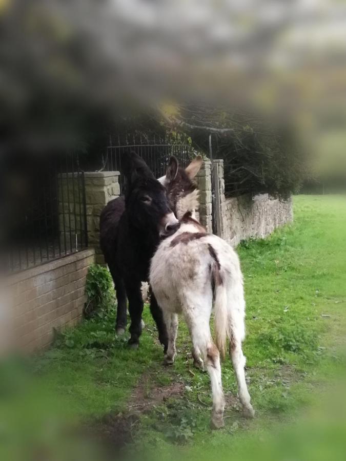Durham Donkey Rescue Shepherd'S Hut Hotel ภายนอก รูปภาพ