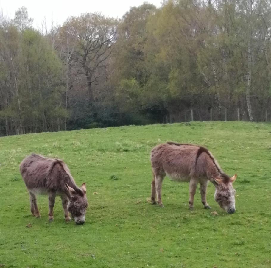Durham Donkey Rescue Shepherd'S Hut Hotel ภายนอก รูปภาพ
